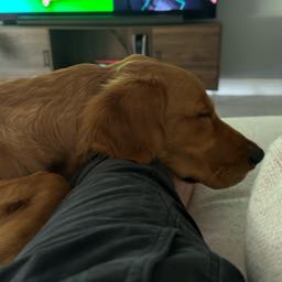 onebitepilot on One Bite Pizza App