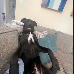 austin.wilkes1 on One Bite Pizza App