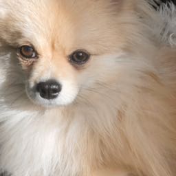 ana.beezy on One Bite Pizza App