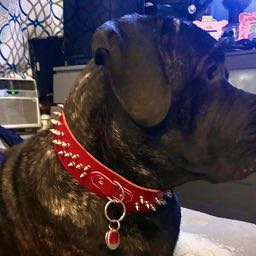 jose.rivera10 on One Bite Pizza App