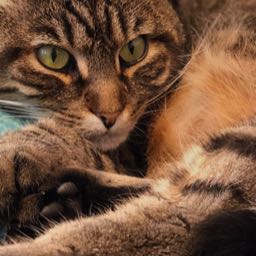 alicia.felix on One Bite Pizza App