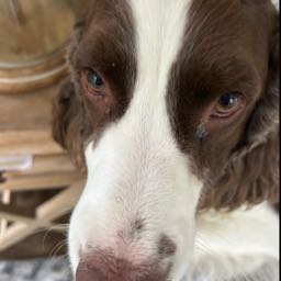 otisthedog on One Bite Pizza App