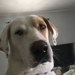 rob.macdonald on One Bite Pizza App