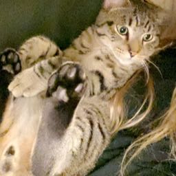 pizzagal on One Bite Pizza App