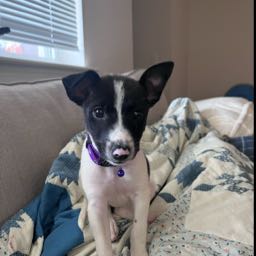 matthew.jelley on One Bite Pizza App