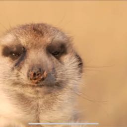 tony12222225069 on One Bite Pizza App