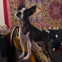 nadine.foley on One Bite Pizza App