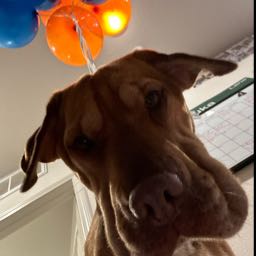 yamatoshardwood on One Bite Pizza App