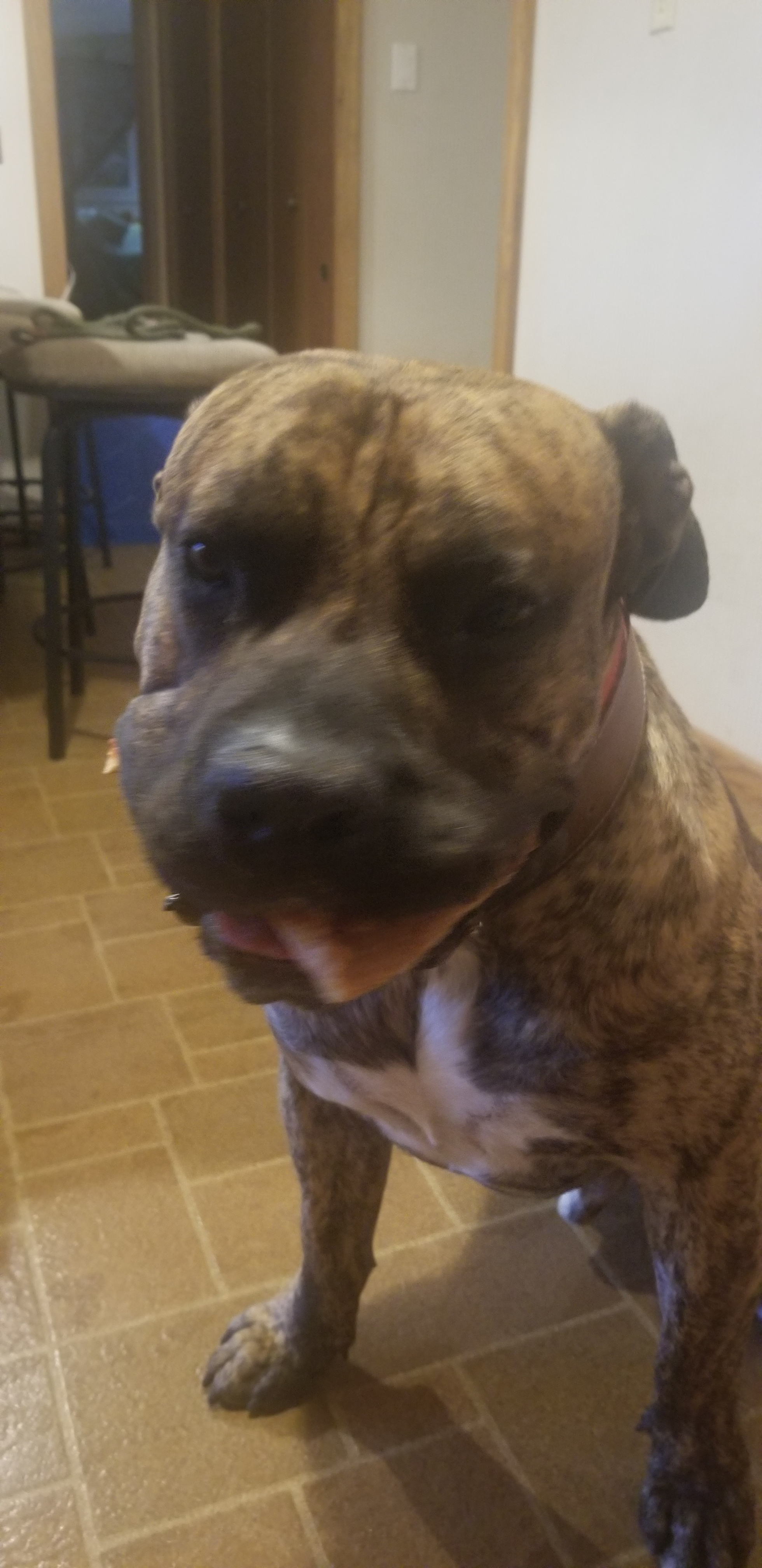 kurgan on One Bite Pizza App