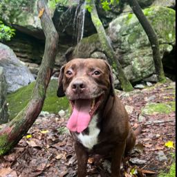 hayden.m on One Bite Pizza App