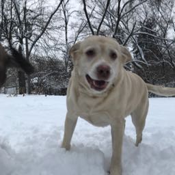 sean.mcneil on One Bite Pizza App