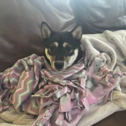 frank1990 on One Bite Pizza App