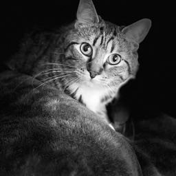 jason.davidson on One Bite Pizza App