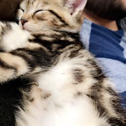 mario.rizzo on One Bite Pizza App