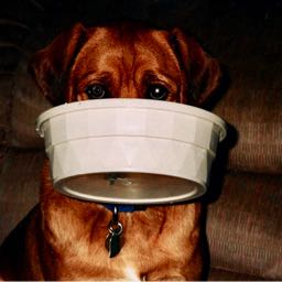 hungrydog on One Bite Pizza App