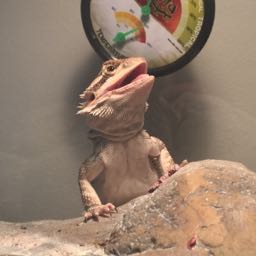 jon.mckinney on One Bite Pizza App