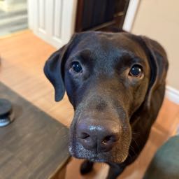 brendan.robison on One Bite Pizza App