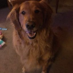 jackpizza on One Bite Pizza App