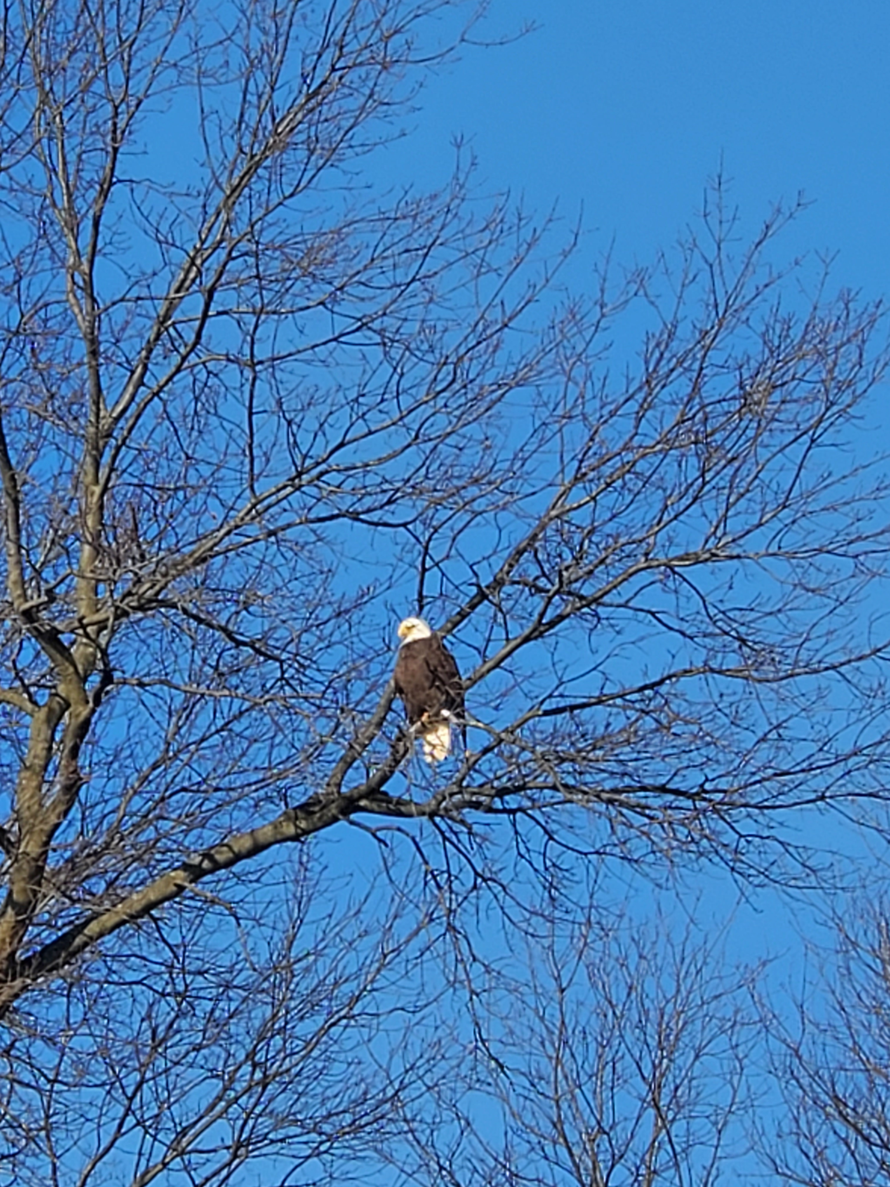 robert.white9 on One Bite Pizza App