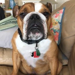 fast.eddy on One Bite Pizza App