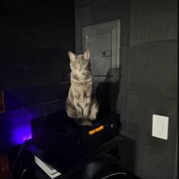 steve.mullholand on One Bite Pizza App