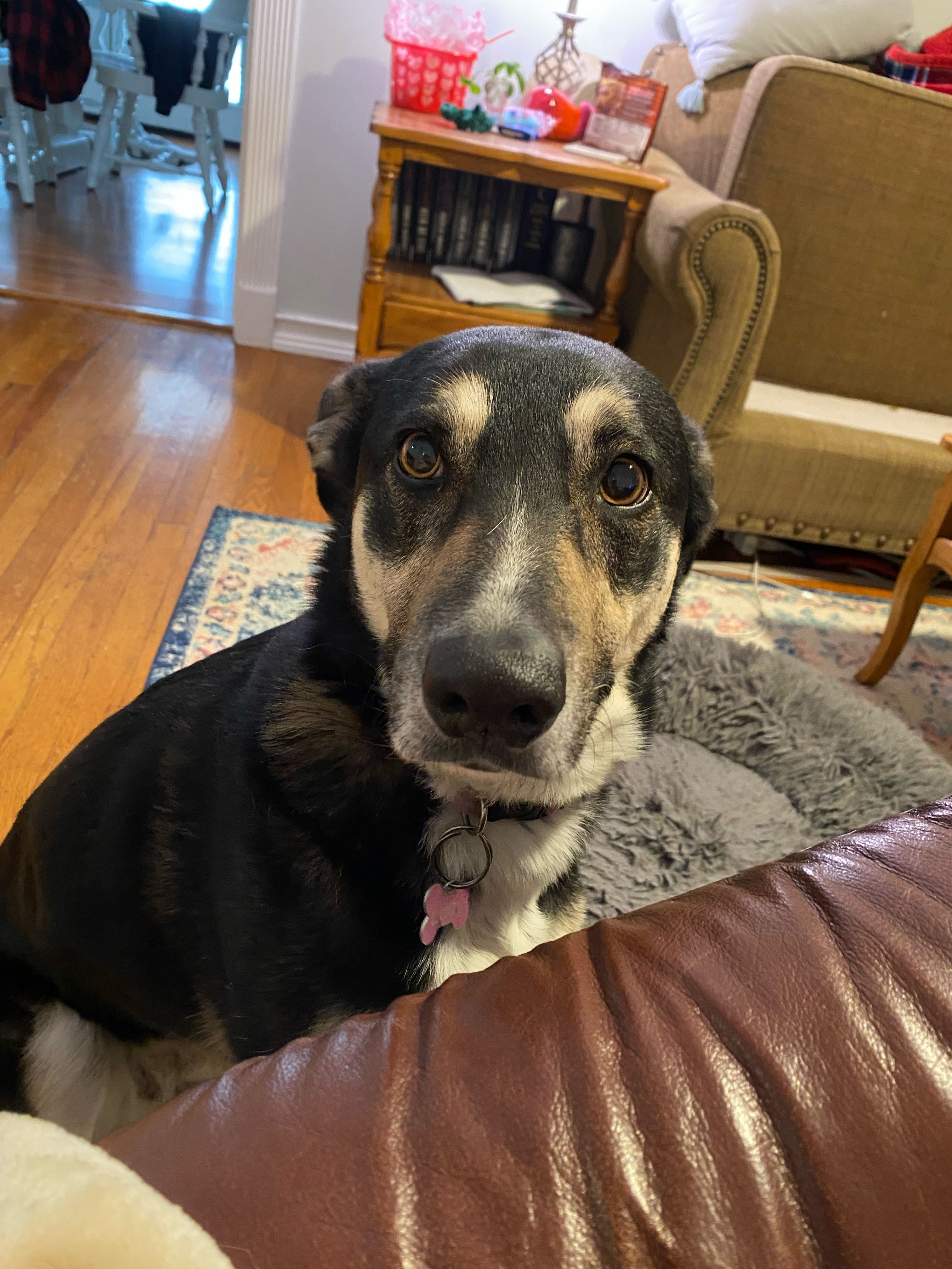 pizzareiter on One Bite Pizza App