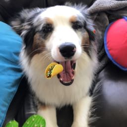 jena.perrone on One Bite Pizza App