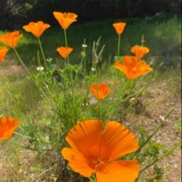 jnb2025 on One Bite Pizza App