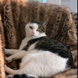 brandon.liotine on One Bite Pizza App