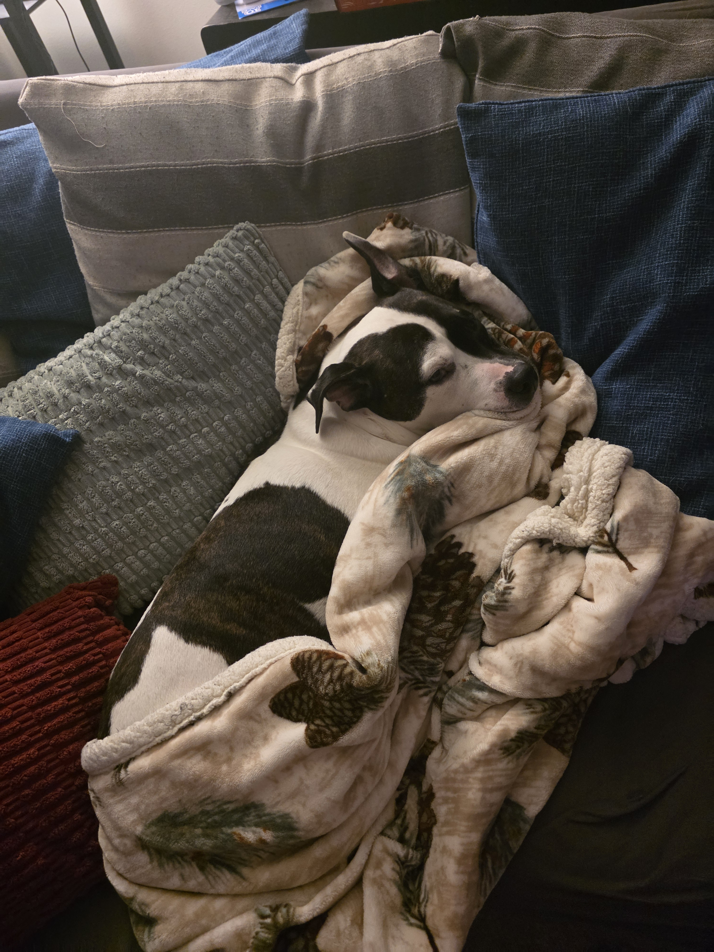 andrew.shawl on One Bite Pizza App