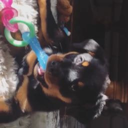 gordon.marrin on One Bite Pizza App