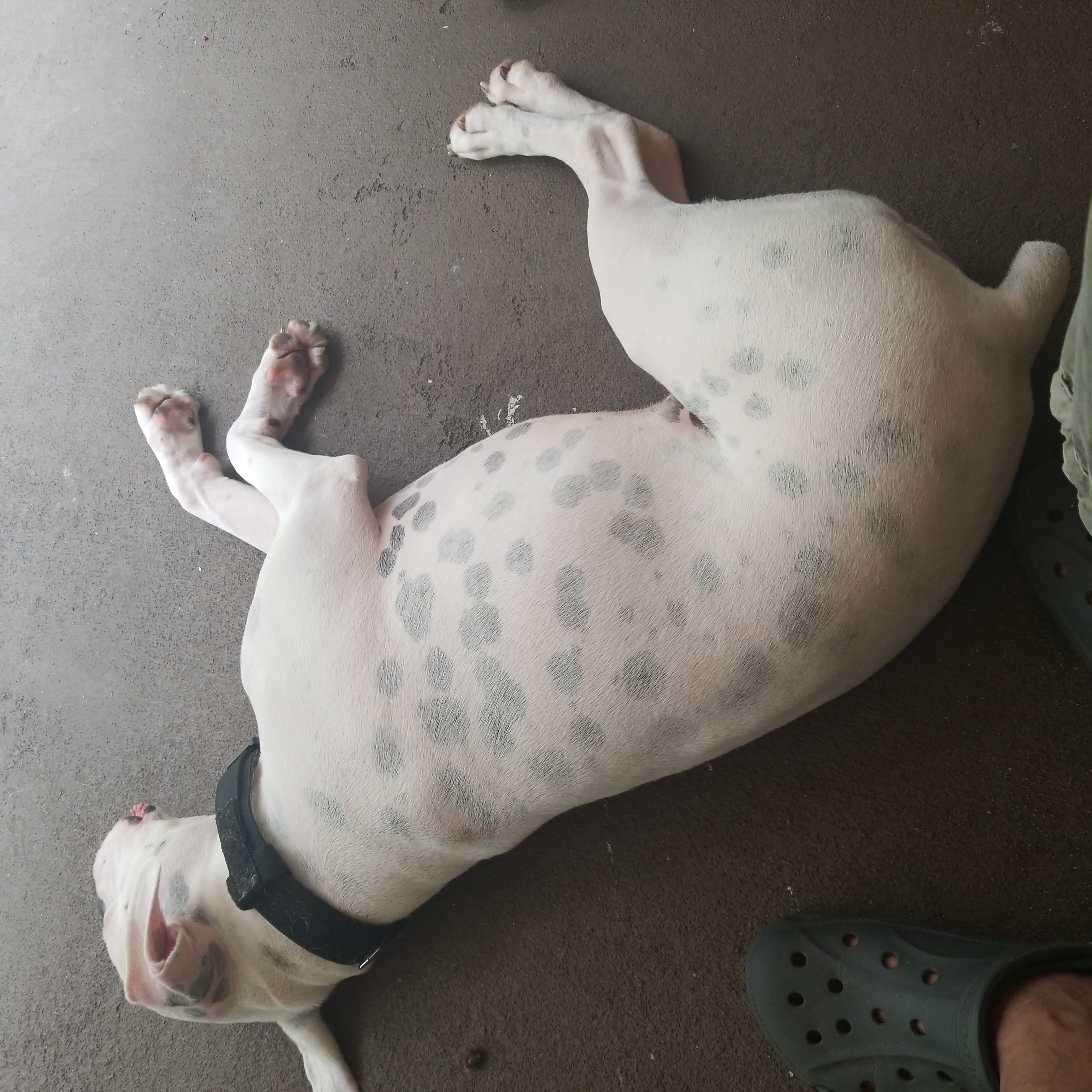 don.corleone1 on One Bite Pizza App