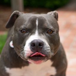 fatunclesalty on One Bite Pizza App