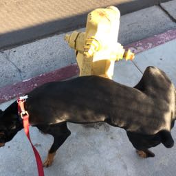 nicholas.cordato on One Bite Pizza App