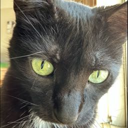 tslim2.s on One Bite Pizza App