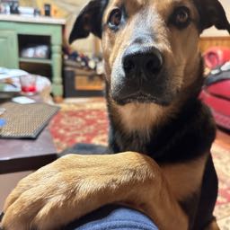 anthonymichaelrusso on One Bite Pizza App