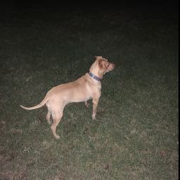 nate.d3 on One Bite Pizza App