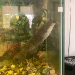 tubesock on One Bite Pizza App