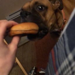 josh.perkins on One Bite Pizza App