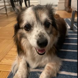 wallee on One Bite Pizza App