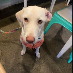 christopher.baffuto on One Bite Pizza App