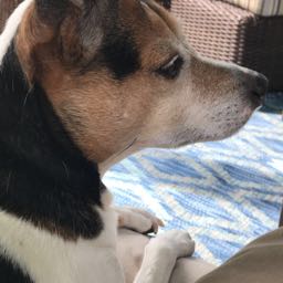 charlie.connors on One Bite Pizza App