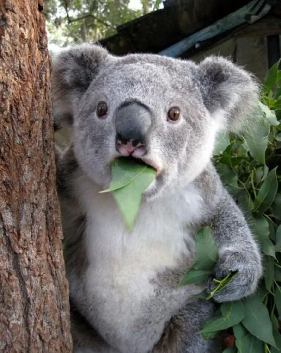 caden.ratcliff on One Bite Pizza App