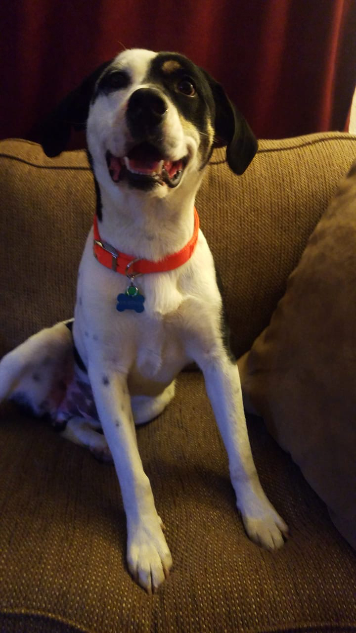 evadooker on One Bite Pizza App