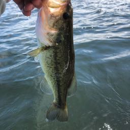 luke.heffernan on One Bite Pizza App