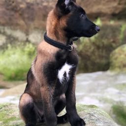 brian.hutch on One Bite Pizza App