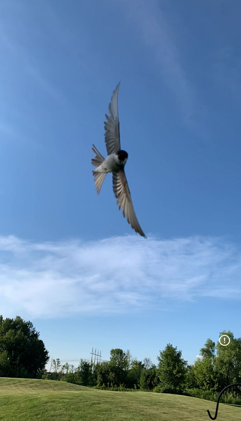 mcpizza12 on One Bite Pizza App