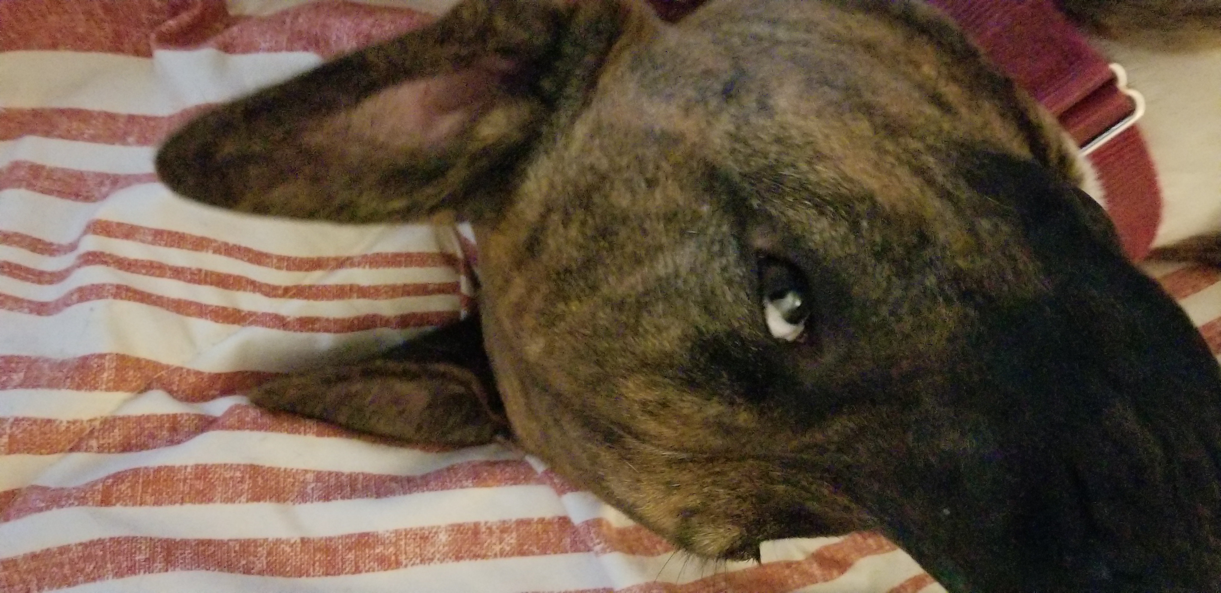 james.pruitt on One Bite Pizza App