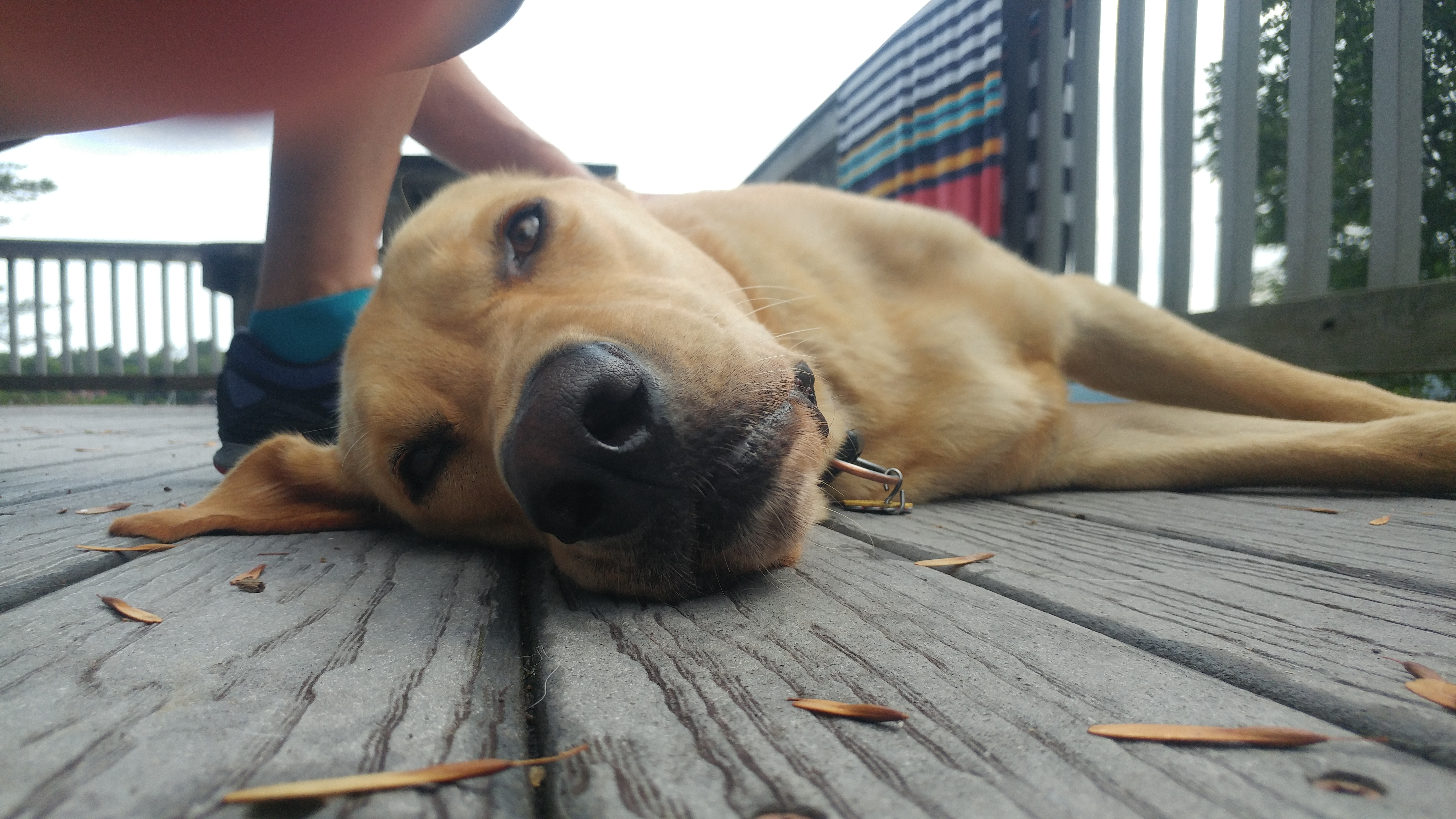 caleblaroche14 on One Bite Pizza App