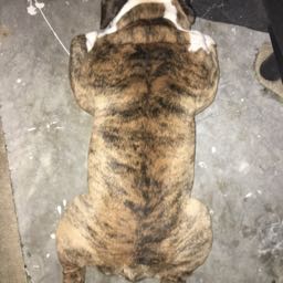 paul.bearden on One Bite Pizza App